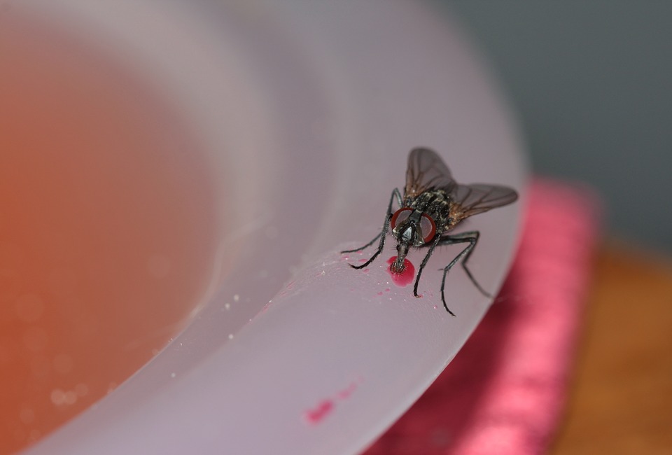 Comment se débarrasser d'une invasion de mouches ?